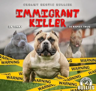 Video sticker 🌟 PITBULL SOL :: @fStikBot