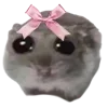 Video sticker 🐹 Swaaaag @yStikBot