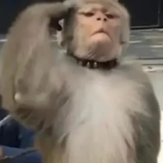 Video sticker 🫡 灰产社区 @huichan 表情包 @biaoqing 克隆 @KLBQBOT