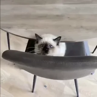 Video sticker ❤️ cats