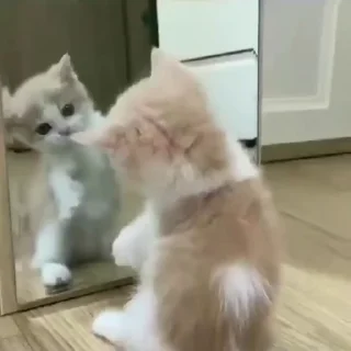 Video sticker 😙 cats