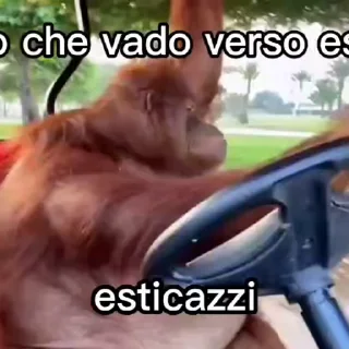 Video sticker 🎈 @Yntcd by @towebmbot