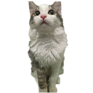 Video sticker 🐱 Симон как смысл жить