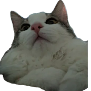 Telegram sticker ❤ Симон как смысл жить