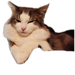Telegram sticker 😎 Симон как смысл жить