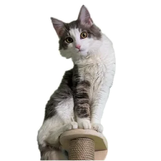 Telegram sticker 🐱 Симон как смысл жить