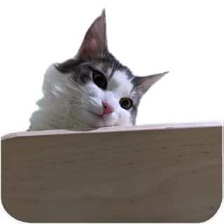 Telegram sticker 🐱 Симон как смысл жить