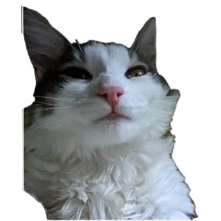 Telegram sticker 🐱 Симон как смысл жить