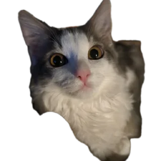 Video sticker 🐱 Симон как смысл жить