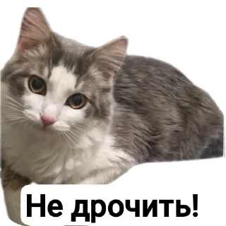 Video sticker 🐱 Симон как смысл жить
