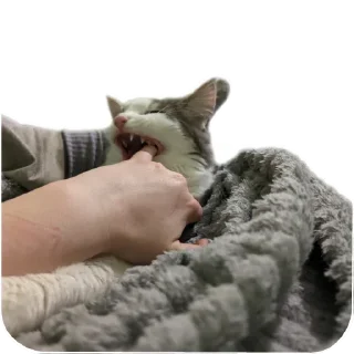 Sticker 🐱 Симон как смысл жить