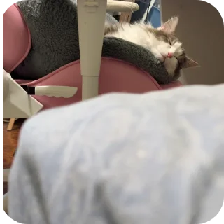 Telegram sticker 🐱 Симон как смысл жить