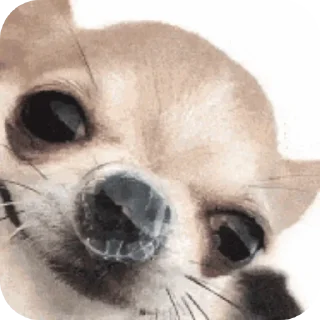 Telegram stiker 👍 쌀 숭 이