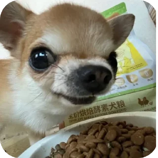 Telegram stiker 🍲 쌀 숭 이