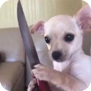 Telegram stiker 🐶 쌀 숭 이