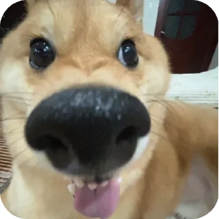 Telegram stiker 🐶 쌀 숭 이