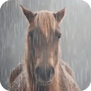 Telegram stiker 💇 쌀 숭 이