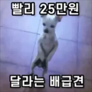 Video sticker 🌟 쌀 숭 이