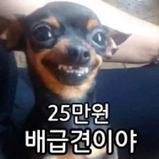 Video sticker 🌟 쌀 숭 이