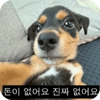Video sticker 🐶 쌀 숭 이