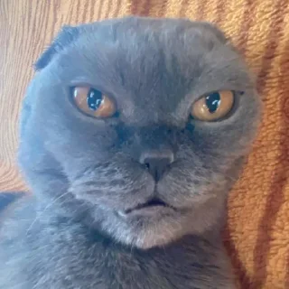 Telegram sticker 🧐 Больше стиков тут: @stikery4