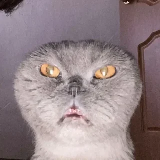 Sticker 😨 Больше стиков тут: @stikery4