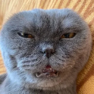 Telegram sticker 😝 Больше стиков тут: @stikery4