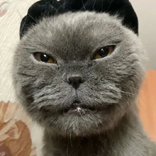 Video sticker 😊 Больше стиков тут: @stikery4