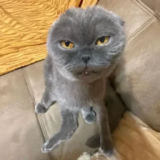 Telegram sticker 🙂 Больше стиков тут: @stikery4