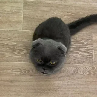 Telegram sticker 😗 Больше стиков тут: @stikery4