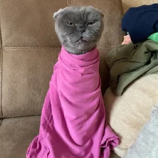 Video sticker 🥰 Больше стиков тут: @stikery4