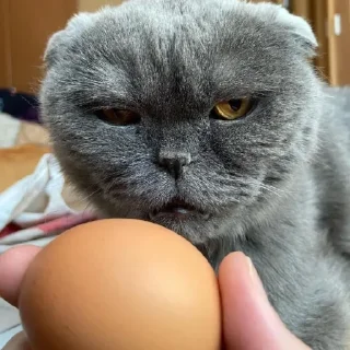 Video sticker 🥚 Больше стиков тут: @stikery4