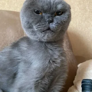 Telegram sticker 😎 Больше стиков тут: @stikery4