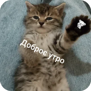 Telegram sticker 🐱 Мелоч пузата 🫰🏻