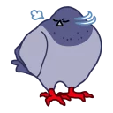 Video sticker 😒 둘기콘