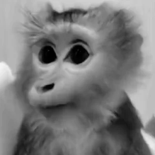 Video sticker 🌟 Aida's