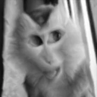 Video sticker 🌟 Aida's