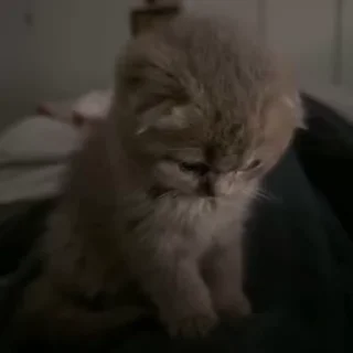 Video sticker 😒 Больше стиков тут: @stikery4