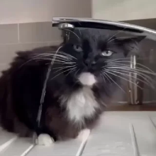 Video sticker 😳 Больше стиков тут: @stikery4
