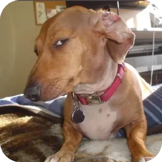 Telegram sticker 🐶 KARTIK FAV