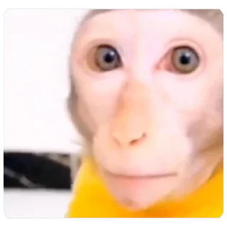 Video sticker 🫥 Броди