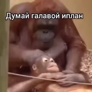 Video sticker 😂 Броди
