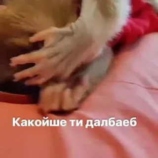 Video sticker 😬 Броди