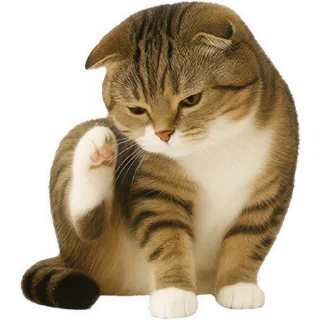 Sticker 🐱 Шотландский кот @Nyasticks