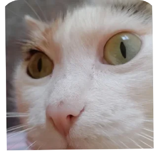 Video sticker 🐱 Я люблю Сашу🎀💞
