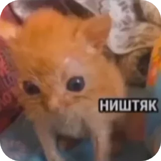Video sticker 👍 Я люблю Сашу🎀💞