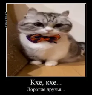 Video sticker 🌟 Ебучий Комар :: @fStikBot