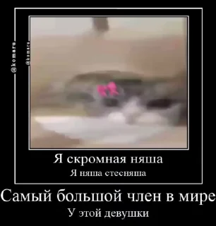 Video sticker 🌟 Ебучий Комар :: @fStikBot