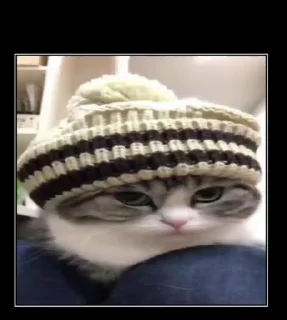 Video sticker 🌟 Ебучий Комар :: @fStikBot