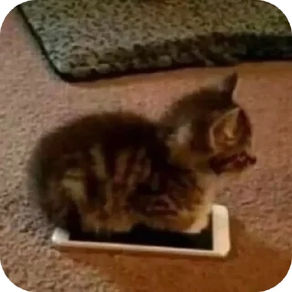 Video sticker 📱 Больше стиков тут: @stikery4